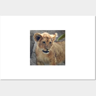 Lion Cub Posters and Art